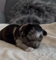 Dixie, a female Shih Tzu and Shorkie for sale in Chicago, IL – 1 of 9