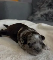Dixie, a female Shih Tzu and Shorkie for sale in Chicago, IL – 2 of 9