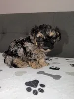 Pretty boy, a male Yorkipoo and Yorkshire Terrier for sale in Chicago, IL – 3 of 10