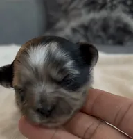 Dixie, a female Shih Tzu and Shorkie for sale in Chicago, IL – 4 of 9