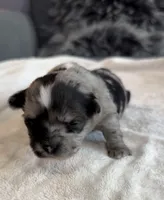Margo, a female Shih Tzu and Shorkie for sale in Chicago, IL – 8 of 10