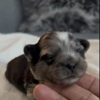 Dixie, a female Shih Tzu and Shorkie for sale in Chicago, IL – 3 of 9
