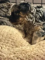 Boomer, a male Yorkipoo and Yorkshire Terrier for sale in Chicago, IL – 7 of 9