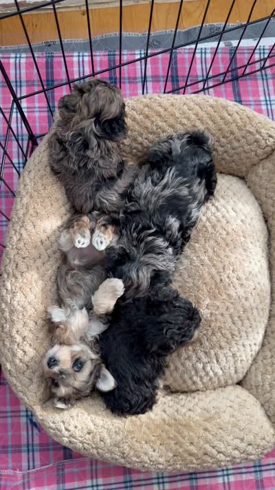 Boomer, a male Yorkipoo and Yorkshire Terrier for sale in Chicago, IL – 9 of 9