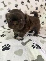 Coco boy, a male Shorkie for sale in Chicago, IL – Photo 2 of 10