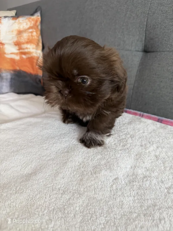 Coco boy – Shih Tzu, Shorkie puppy for sale in Chicago, IL