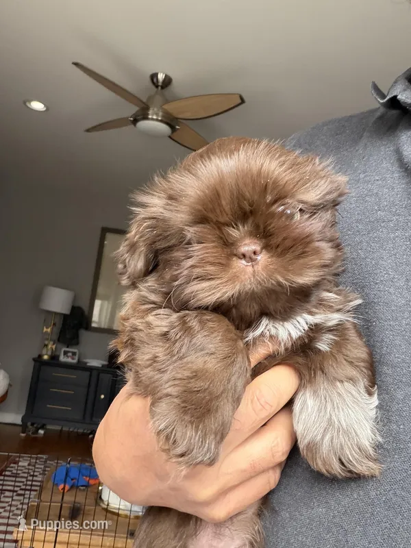 Coco boy – Shih Tzu, Shorkie puppy for sale in Chicago, IL