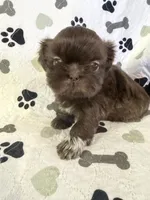 Coco boy, a male Shorkie for sale in Chicago, IL – Photo 3 of 10