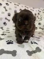 Coco boy, a male Shorkie for sale in Chicago, IL – Photo 6 of 10