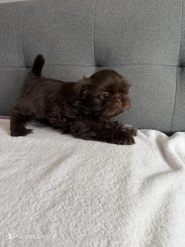 Coco boy – Shih Tzu, Shorkie puppy for sale in Chicago, IL