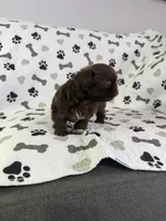 Coco boy, a male Shorkie for sale in Chicago, IL – Photo 10 of 10