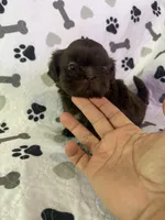 Coco boy, a male Shorkie for sale in Chicago, IL – Photo 4 of 10