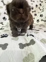 Coco boy, a male Shorkie for sale in Chicago, IL – Photo 1 of 10