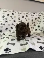 Coco boy, a male Shorkie for sale in Chicago, IL – Photo 9 of 10