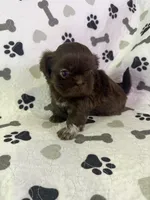 Coco boy, a male Shorkie for sale in Chicago, IL – Photo 7 of 10