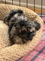 Boomer, a male Yorkipoo and Yorkshire Terrier for sale in Chicago, IL – 8 of 9