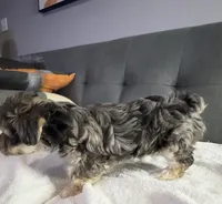 Foxy girl, a female Yorkipoo and Yorkshire Terrier for sale in Chicago, IL – 2 of 9