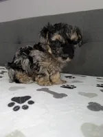 Pretty boy, a male Yorkipoo and Yorkshire Terrier for sale in Chicago, IL – 8 of 10