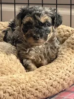 Boomer, a male Yorkipoo and Yorkshire Terrier for sale in Chicago, IL – 2 of 9
