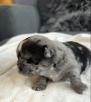Margo, a female Shih Tzu and Shorkie for sale in Chicago, IL – 6 of 10