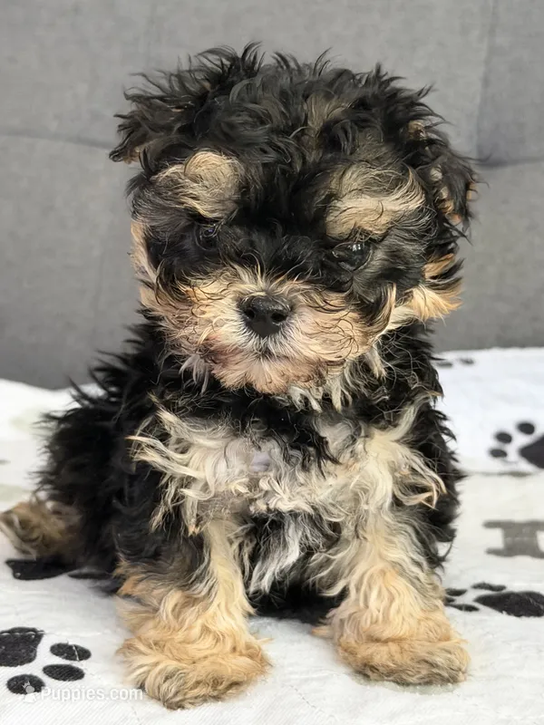 Pretty boy – Yorkipoo, Yorkshire Terrier puppy for sale in Chicago, IL