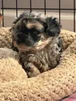 Boomer, a male Yorkipoo and Yorkshire Terrier for sale in Chicago, IL – 4 of 9