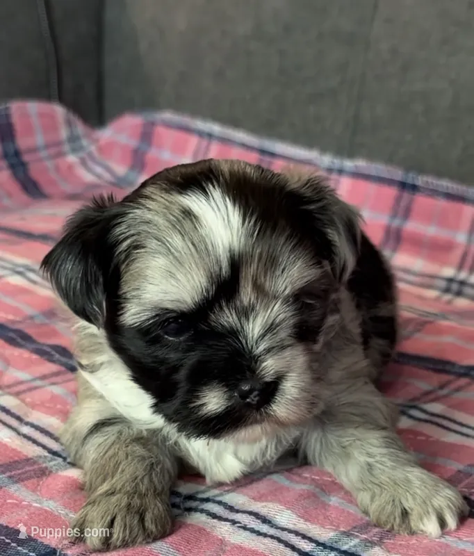 Trixie  – Shih Tzu, Shorkie puppy for sale in Chicago, IL