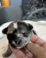 Margo, a female Shih Tzu and Shorkie for sale in Chicago, IL – 10 of 10