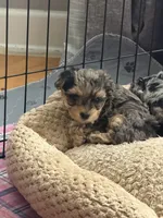 Sophia, a female Yorkipoo and Yorkshire Terrier for sale in Chicago, IL – 4 of 7