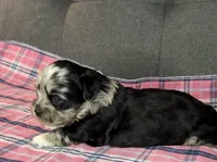 Baby blue eyes, a female Shih Tzu and Shorkie for sale in Chicago, IL – 10 of 10