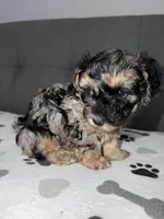Pretty boy, a male Yorkipoo and Yorkshire Terrier for sale in Chicago, IL – 6 of 10