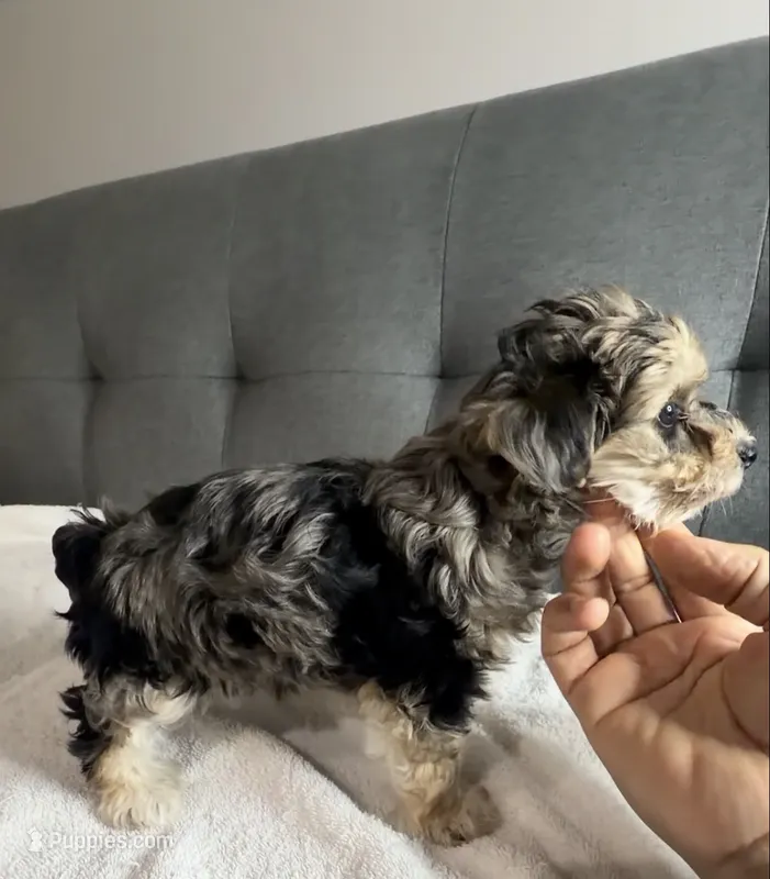Foxy girl – Yorkipoo, Yorkshire Terrier puppy for sale in Chicago, IL