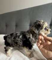 Foxy girl, a female Yorkipoo and Yorkshire Terrier for sale in Chicago, IL – 1 of 9