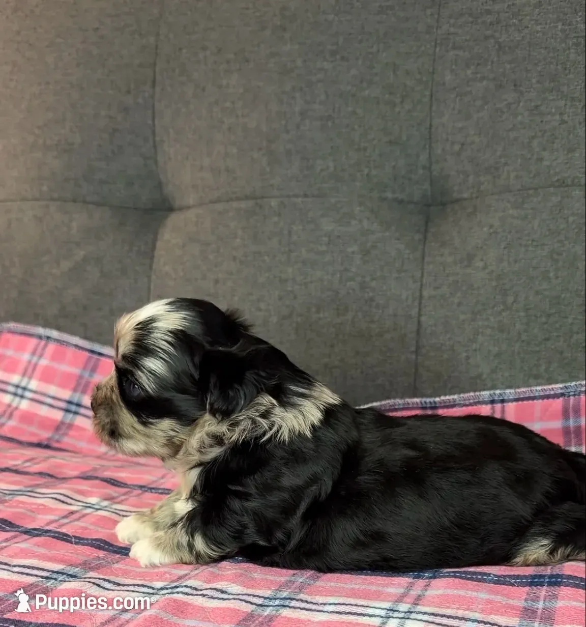 Baby blue eye, a female Shih Tzu and Shorkie for sale in Chicago, IL – 5 of 10