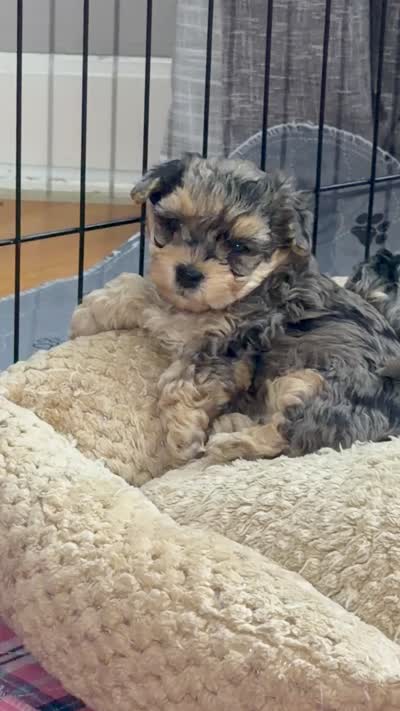 Sophia, a female Yorkipoo and Yorkshire Terrier for sale in Chicago, IL – 7 of 7
