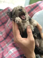 Baby blue eyes, a female Shih Tzu and Shorkie for sale in Chicago, IL – 9 of 10