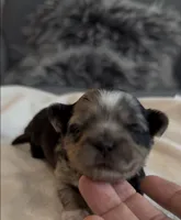 Dixie, a female Shih Tzu and Shorkie for sale in Chicago, IL – 7 of 9