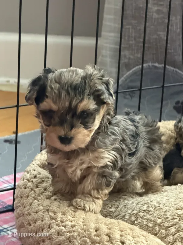 Sophia – Yorkipoo, Yorkshire Terrier puppy for sale in Chicago, IL