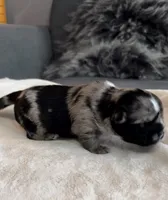 Margo, a female Shih Tzu and Shorkie for sale in Chicago, IL – 4 of 10