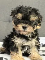 Tiny tot, a male Yorkipoo and Yorkshire Terrier for sale in Chicago, IL – 4 of 10
