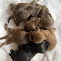 Connor, a male Shih Tzu and Yorkshire Terrier for sale in Chicago, IL – Photo 8 of 9