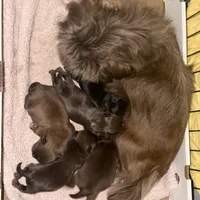 Connor, a male Shih Tzu and Yorkshire Terrier for sale in Chicago, IL – Photo 3 of 9