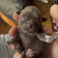 Connor, a male Shih Tzu and Yorkshire Terrier for sale in Chicago, IL – Photo 2 of 9