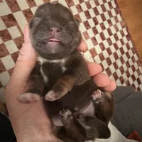 Connor, a male Shih Tzu and Yorkshire Terrier for sale in Chicago, IL – Photo 6 of 9