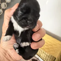 Connor, a male Shih Tzu and Yorkshire Terrier for sale in Chicago, IL – Photo 5 of 9