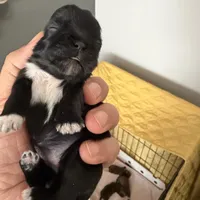 Connor, a male Shih Tzu and Yorkshire Terrier for sale in Chicago, IL – Photo 4 of 9