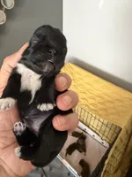 Connor, a male Shih Tzu and Yorkshire Terrier for sale in Chicago, IL – Photo 4 of 10