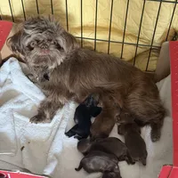 Connor, a male Shih Tzu and Yorkshire Terrier for sale in Chicago, IL – Photo 1 of 9