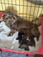 Connor, a male Shih Tzu and Yorkshire Terrier for sale in Chicago, IL – Photo 1 of 10