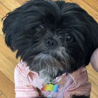 Connor, a male Shih Tzu and Yorkshire Terrier for sale in Chicago, IL – Photo 7 of 9